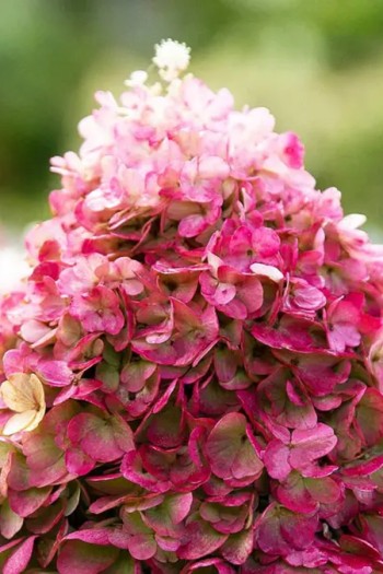 Гортензія волотиста `Лівін Пінкі Проміс` | Hydrangea paniculata `Living Pinky Promise` | Гортензія волотиста `Лівін Пінкі Проміс`
